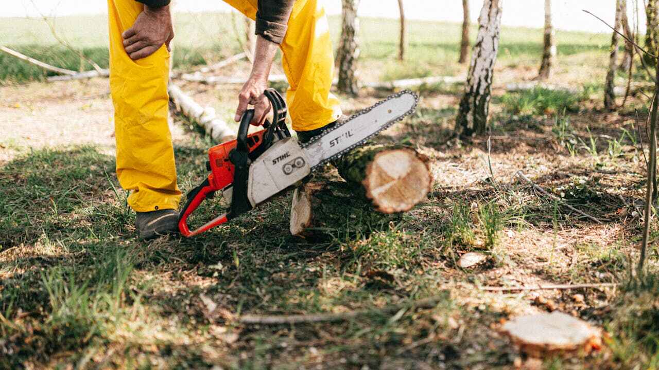 Best Stump Grinding Near Me  in Evart, MI